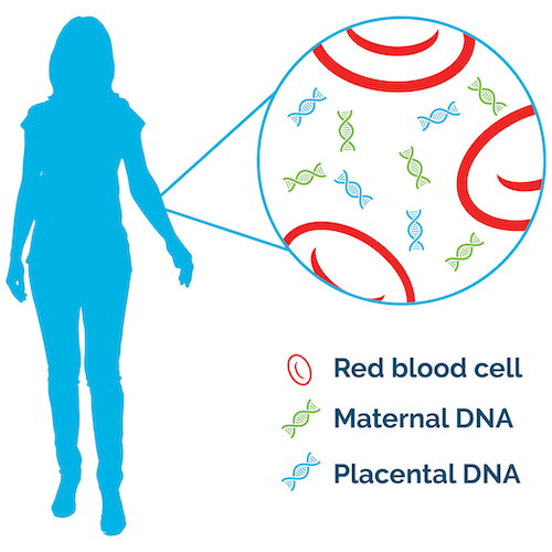 Diagram showing that blood contains maternal and paternal DNA.